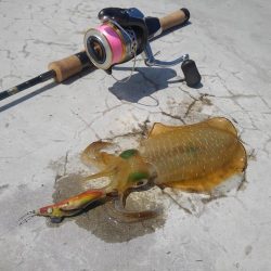 エギング秋シーズン開幕